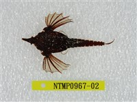 藏品(海蛾魚)的圖片